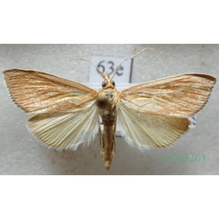 Nascia cilialis (Hübner, 1796) Czech63e